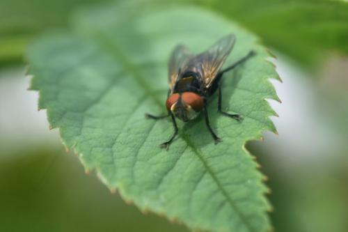 Réf. 328 210 : Phasia aurigera